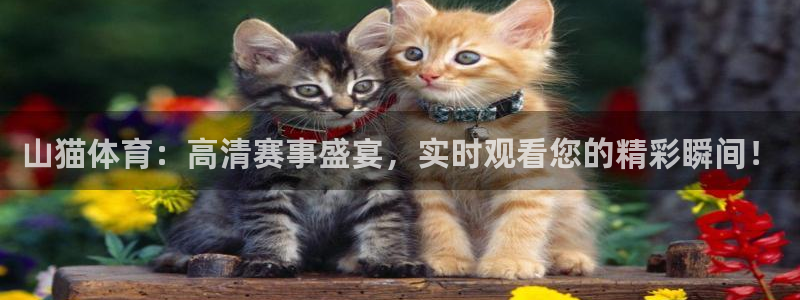 360足球直播高清免费观看：山猫体育：高清赛事盛宴，实时观看您的精彩瞬间！